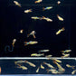 Green Snakeskin Endler Pair
