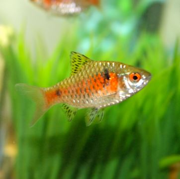 Odessa Barb