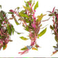 Alternanthera reineckii Scarlet Temple Live Aquarium Plants