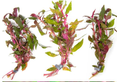 Alternanthera reineckii Scarlet Temple Live Aquarium Plants