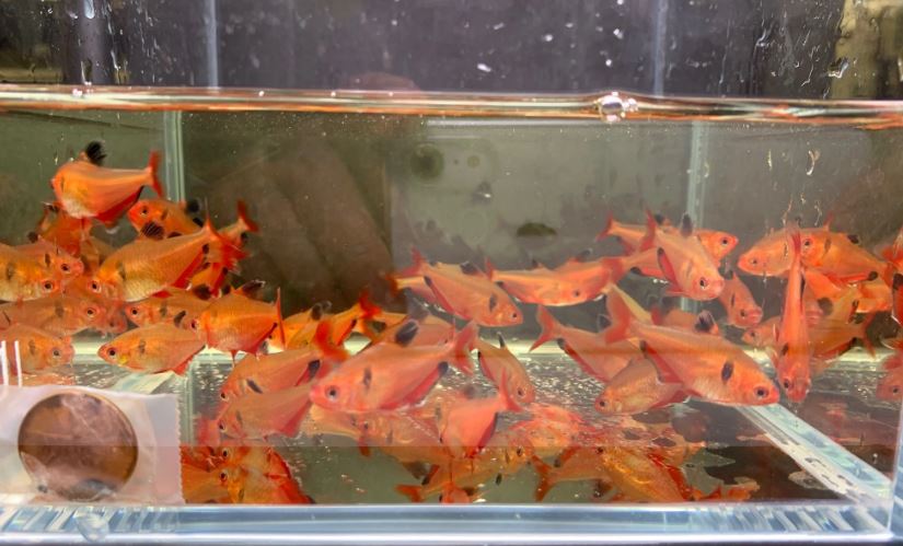 Serpae Tetra