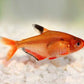 Serpae Tetra