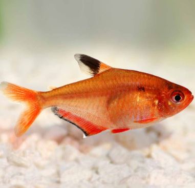 Serpae Tetra