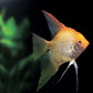 Red Head Diamond Angelfish M