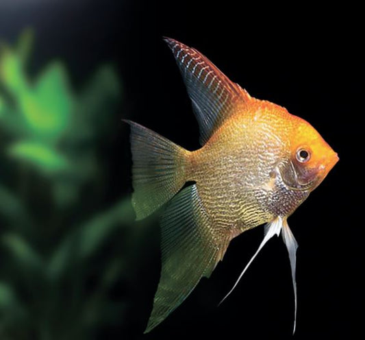 Red Head Diamond Angelfish M