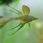 Featherfin Rainbow Fish