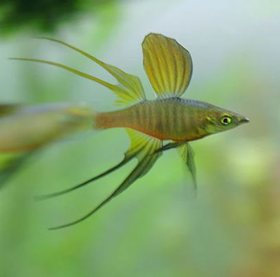 Featherfin Rainbow Fish