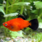 Assorted Platy