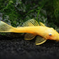 Golden Blue Eye Bushy Nose Pleco (1.0" - 1.25")