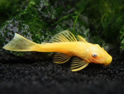 Golden Blue Eye Bushy Nose Pleco (1.0" - 1.25")