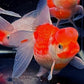 Red & White Pearlscale Oranda Goldfish - 3.5"