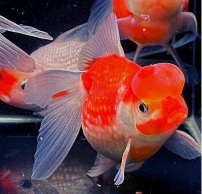 Red & White Pearlscale Oranda Goldfish - 3.5"