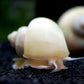 Ivory Mystery Snail