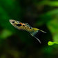 Green Snakeskin Endler Pair