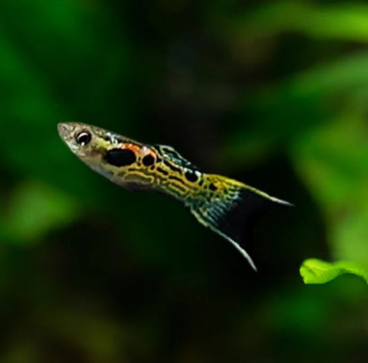 Green Snakeskin Endler Pair
