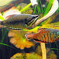 Samurai Gourami