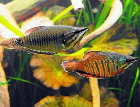 Samurai Gourami