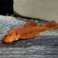 Super Red Bushy Nose Pleco (1 inch)