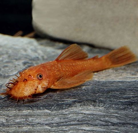 Super Red Bushy Nose Pleco (1 inch)