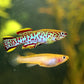 Blue Lyretail / Gardner's Killi Male