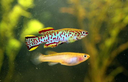 Blue Lyretail / Gardner's Killi Male