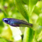 Norman's Lampeye Killi