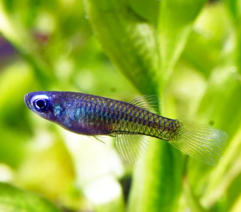 Norman's Lampeye Killi