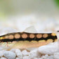 Dwarf Chain Loach / Sidthimunki Botia Small