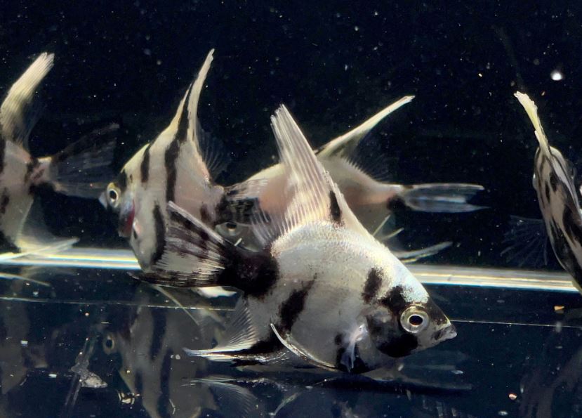 Light Marble Angelfish