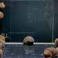 Black Mystery Snail