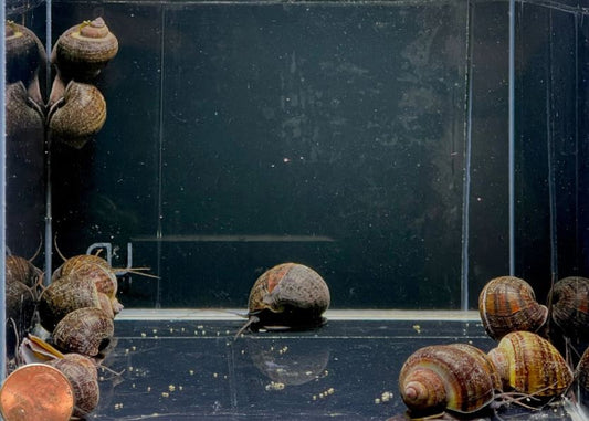 Black Mystery Snail