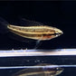 Moonspot Licorice Gourami
