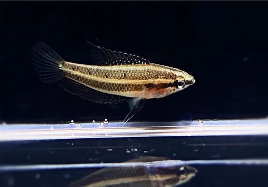Moonspot Licorice Gourami