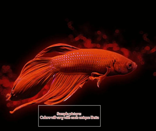 Classic Betta