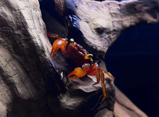 Mandarin Crab
