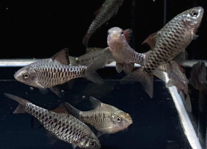 Checkered Barb