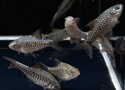 Checkered Barb