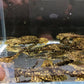 Leopard Sailfin Pleco