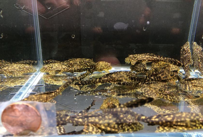 Leopard Sailfin Pleco