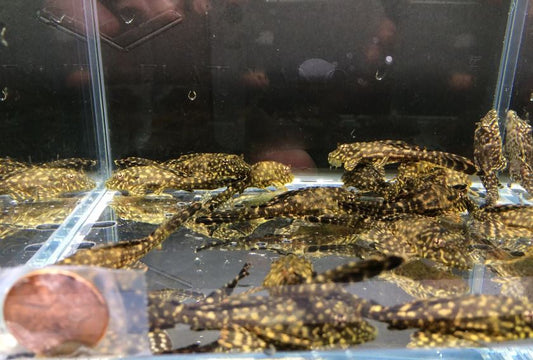 Leopard Sailfin Pleco