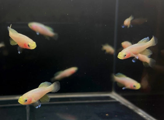 Guenther's Notho Gold Killi