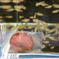 Emerald Eye Rasbora