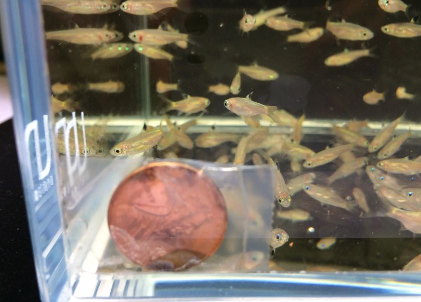 Emerald Eye Rasbora