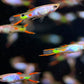 Silverado Endler Males