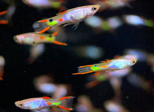 Silverado Endler Males