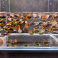 Leopard Tux Guppy Males