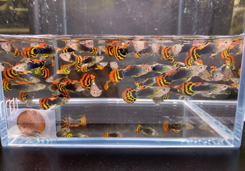 Leopard Tux Guppy Males