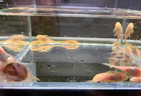 Albino Bushy Nose Pleco (1/2 inch)