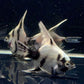 Light Marble Angelfish