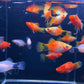 Assorted Mickey Mouse Platy